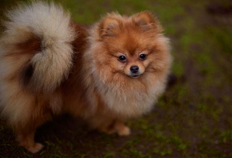 Ana - Pomeranian Breeder - Image 3