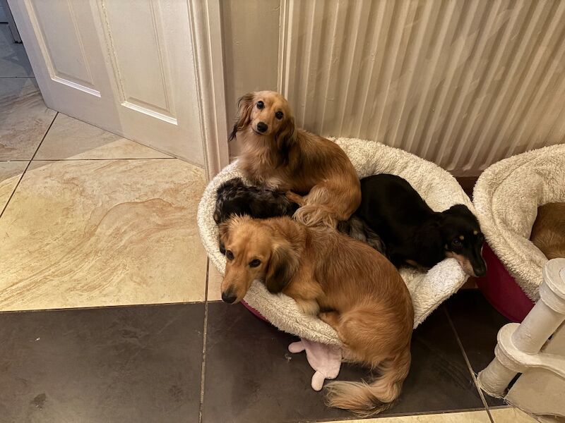 Cristina Chatterjee - Private Seller - Image 1