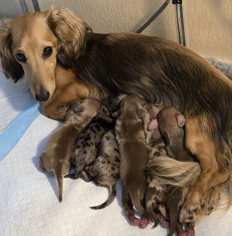 Cristina Chatterjee - Private Seller - Image 3