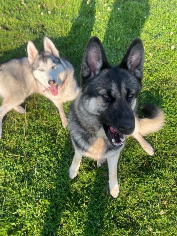 Cristina Chatterjee - Private Seller - Image 4