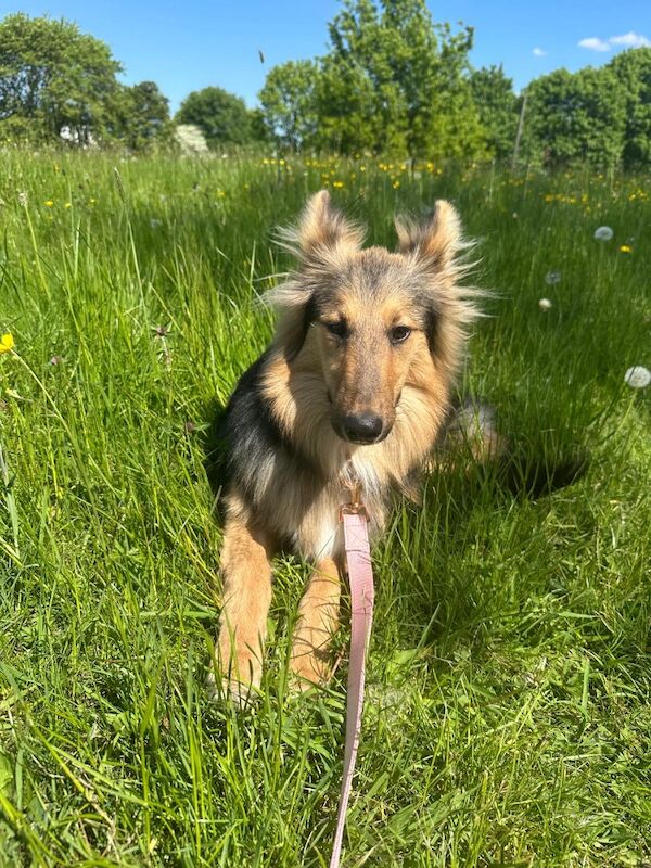 Cristina Chatterjee - Private Seller on Pomeranian Owners - Image 5