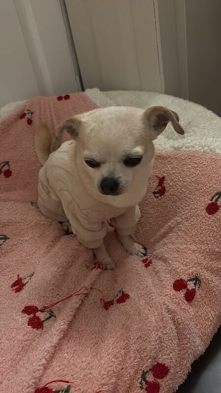 Cristina Chatterjee - Private Seller on Pomeranian Owners - Image 6