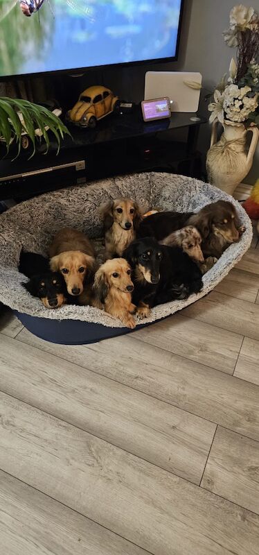 Cristina Chatterjee - Private Seller - Image 7