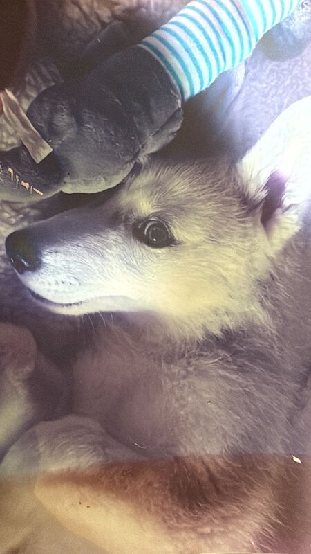 Cristina Chatterjee - Private Seller on Pomeranian Owners - Image 10