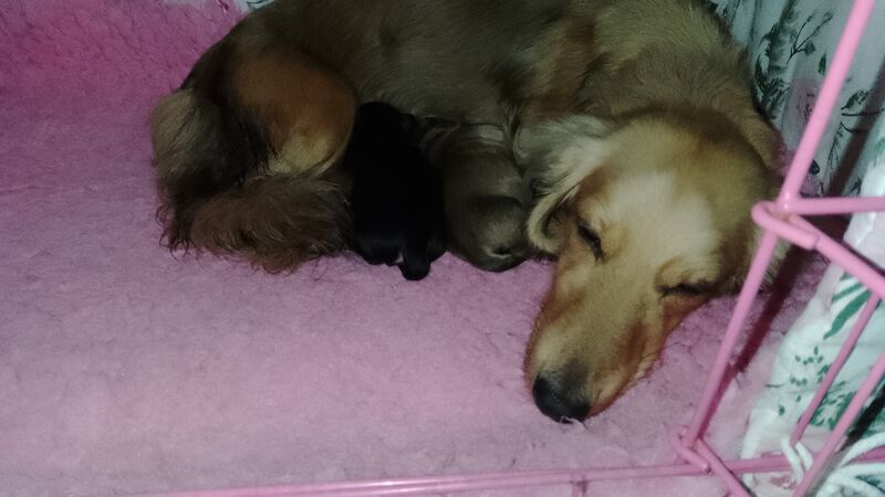 Cristina Chatterjee - Private Seller on Pomeranian Owners - Image 12