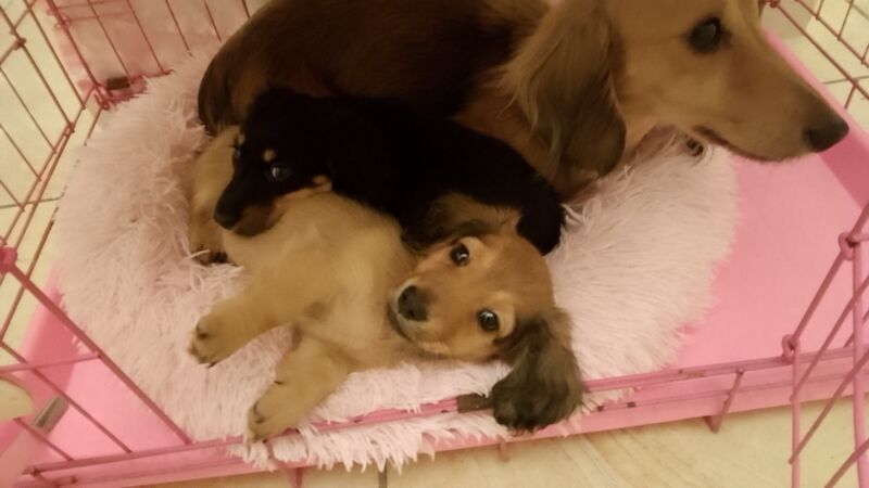 Cristina Chatterjee - Private Seller on Pomeranian Owners - Image 13