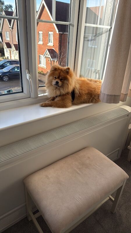 Jane Hewett - Private Seller on Pomeranian Owners - Image 1