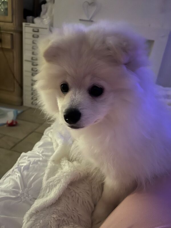 Lorraine Noel - Private Seller in Heston, London  on Pomeranian Owners - Image 2