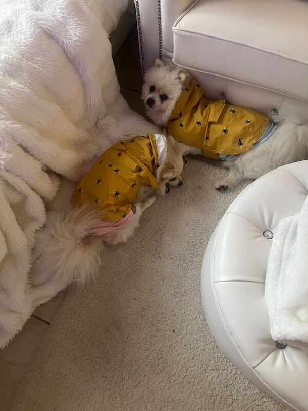 Lorraine Noel - Private Seller in Heston, London  - Image 4