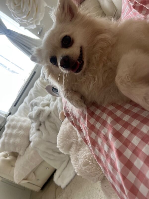 Lorraine Noel - Private Seller in Heston, London  on Pomeranian Owners - Image 5