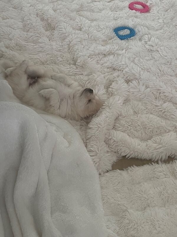 Lorraine Noel - Private Seller in Heston, London  - Image 6