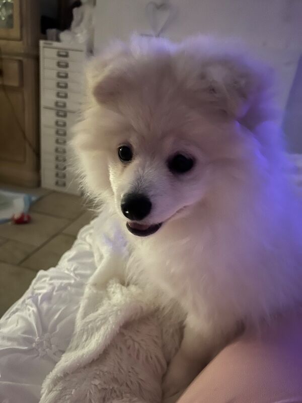 Lorraine Noel - Private Seller in Heston, London  on Pomeranian Owners - Image 7