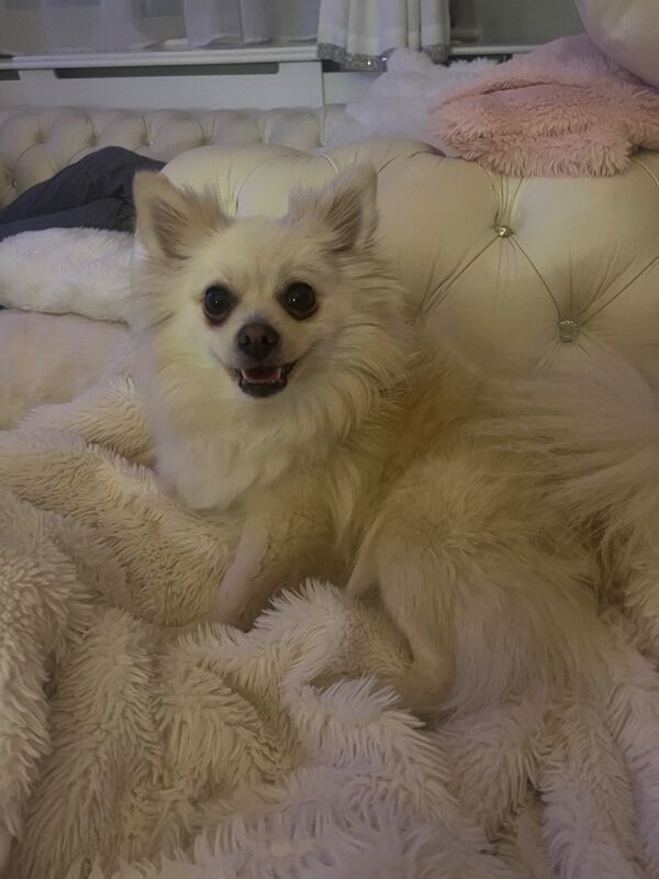 Lorraine Noel - Private Seller in Heston, London  on Pomeranian Owners - Image 8