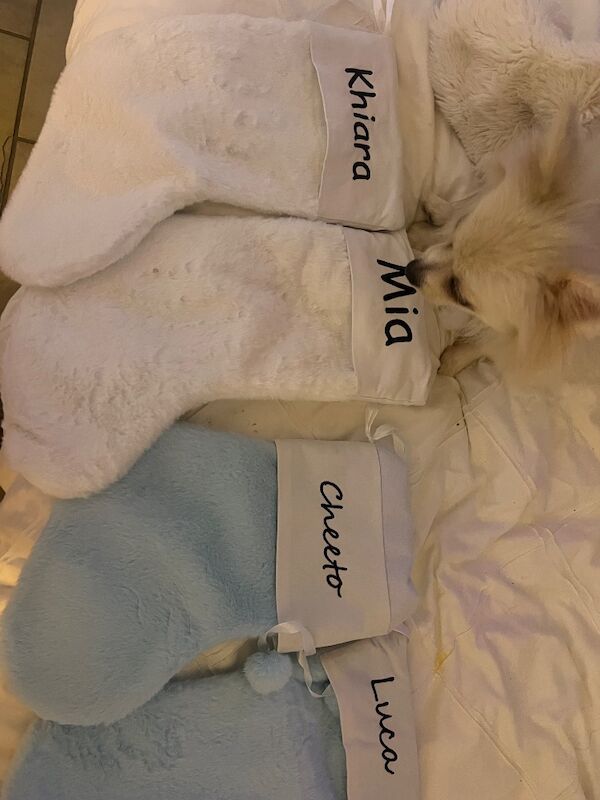 Lorraine Noel - Private Seller in Heston, London  on Pomeranian Owners - Image 9