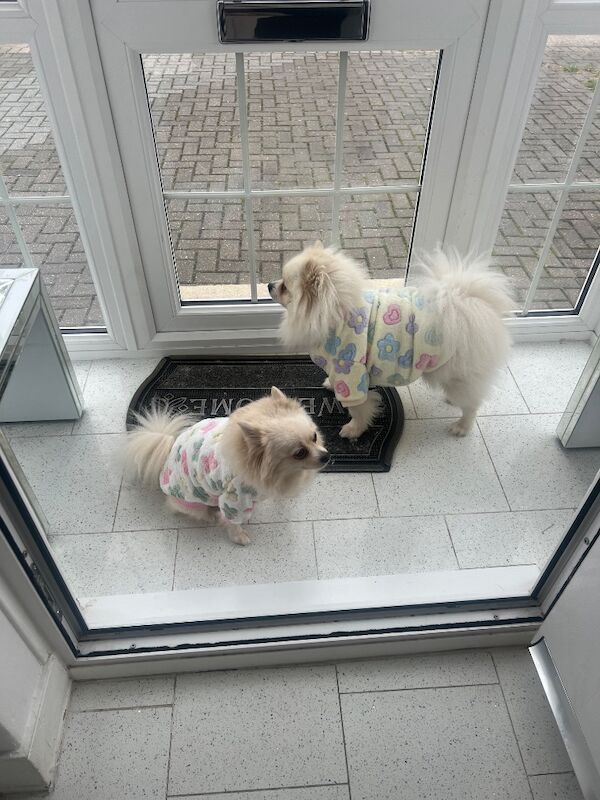 Lorraine Noel - Private Seller in Heston, London  on Pomeranian Owners - Image 10