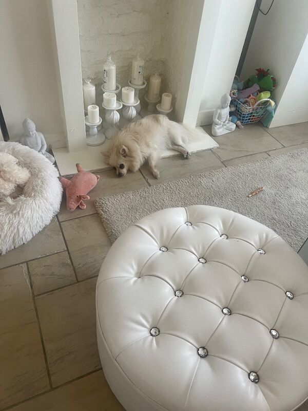 Lorraine Noel - Private Seller in Heston, London  on Pomeranian Owners - Image 11