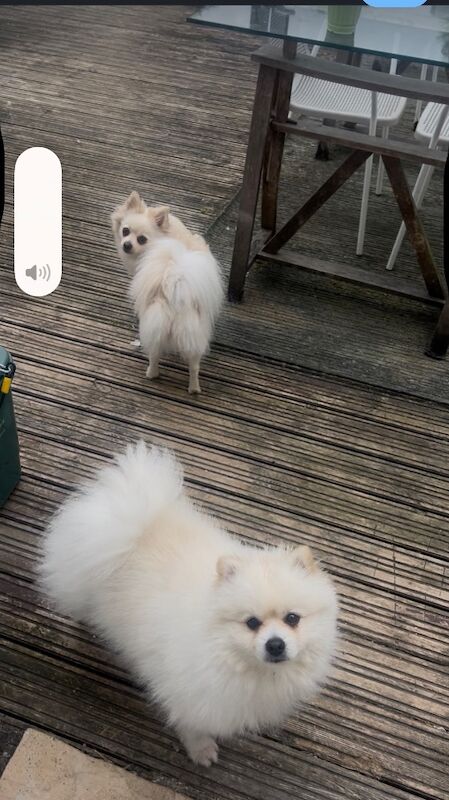 Lorraine Noel - Private Seller in Heston, London  on Pomeranian Owners - Image 13
