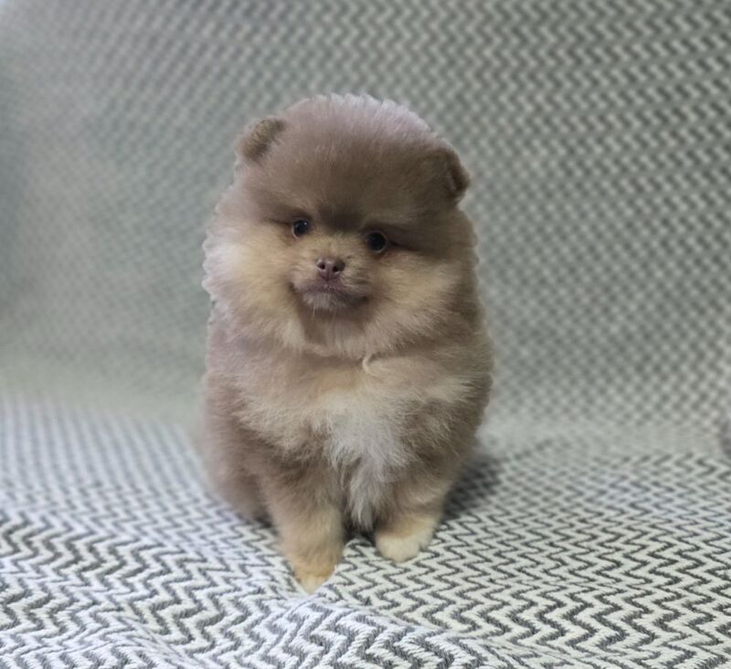 Natty - Pomeranian Breeder - Image 1