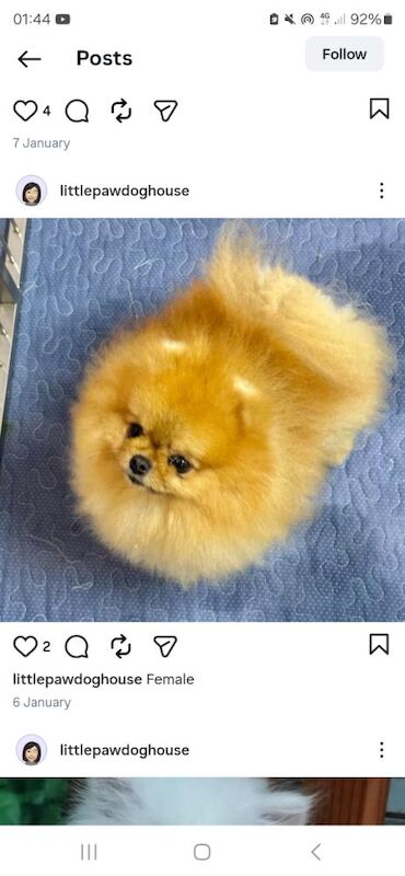 Katty - Private Seller on Pomeranian Owners - Image 1