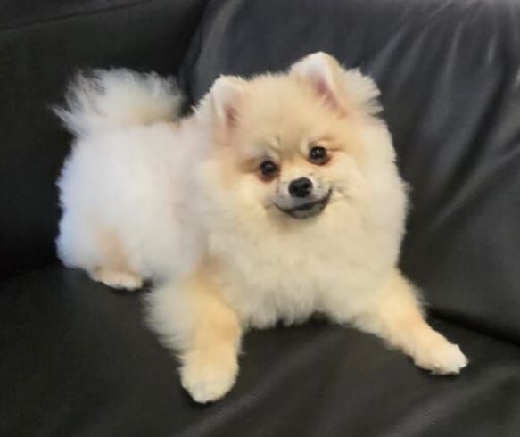 My Pom - Pomeranian Breeder on Pomeranian Owners - Image 1