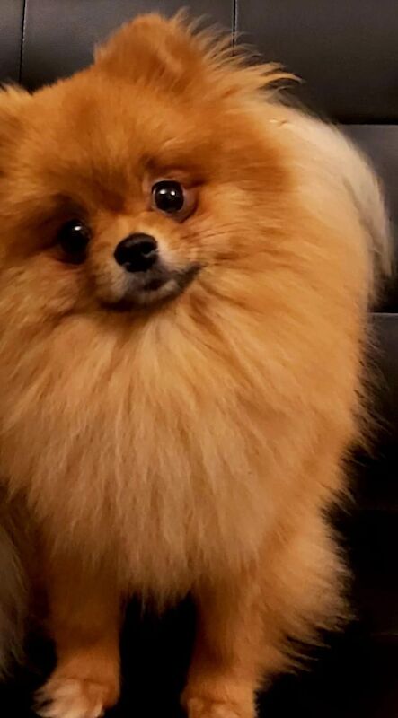 My Pom - Pomeranian Breeder on Pomeranian Owners - Image 2