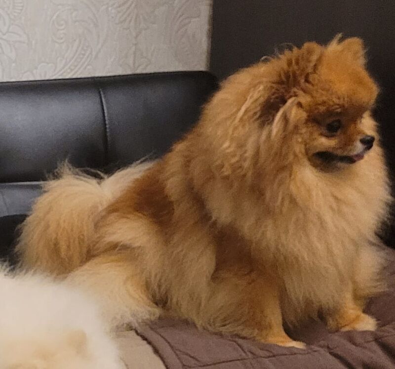 My Pom - Pomeranian Breeder - Image 3