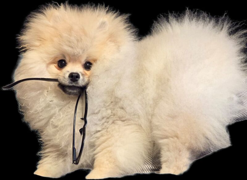 My Pom - Pomeranian Breeder - Image 4