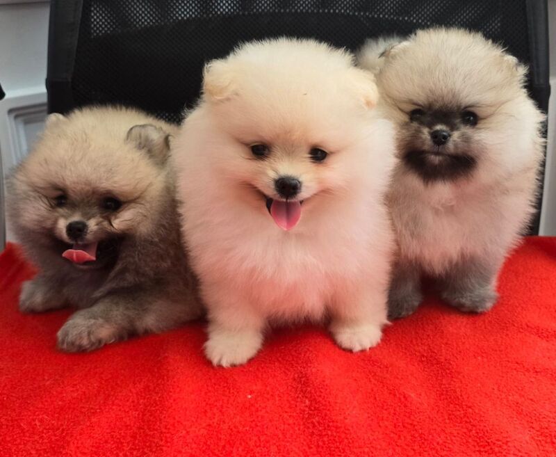 My Pom - Pomeranian Breeder on Pomeranian Owners - Image 5
