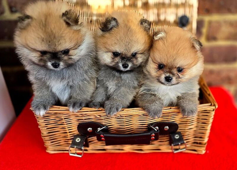 My Pom - Pomeranian Breeder on Pomeranian Owners - Image 6