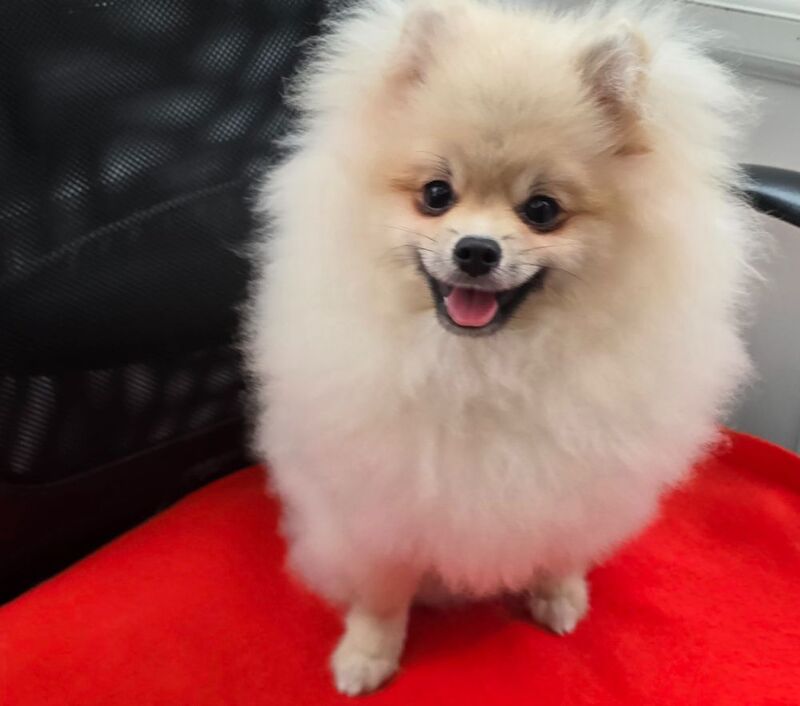 My Pom - Pomeranian Breeder - Image 7