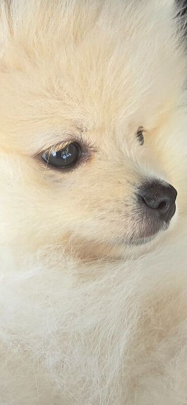 My Pom - Pomeranian Breeder on Pomeranian Owners - Image 8