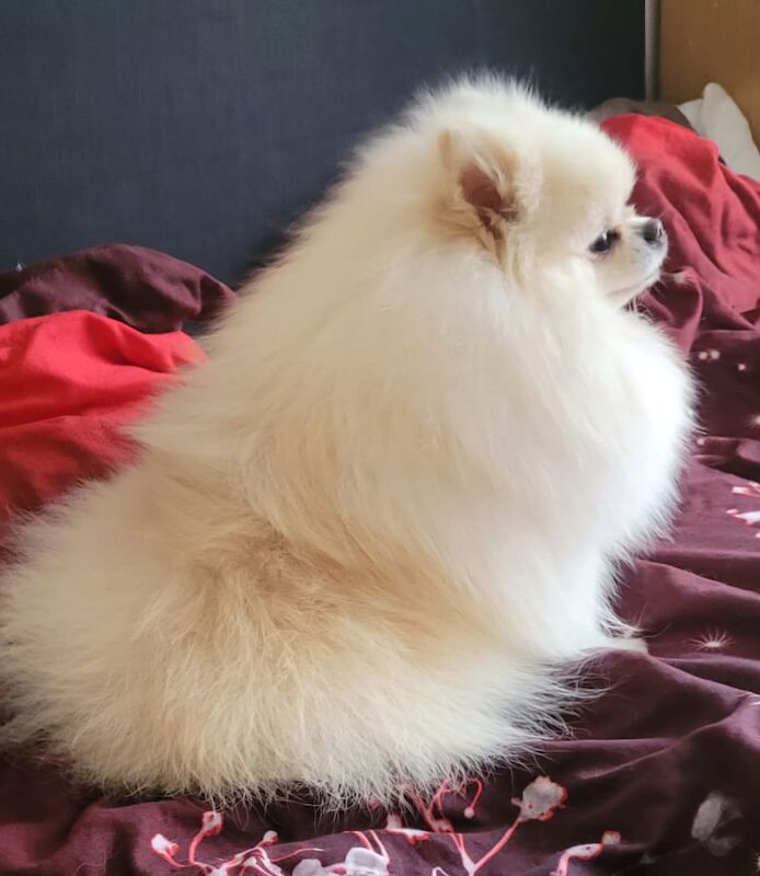 My Pom - Pomeranian Breeder on Pomeranian Owners - Image 9