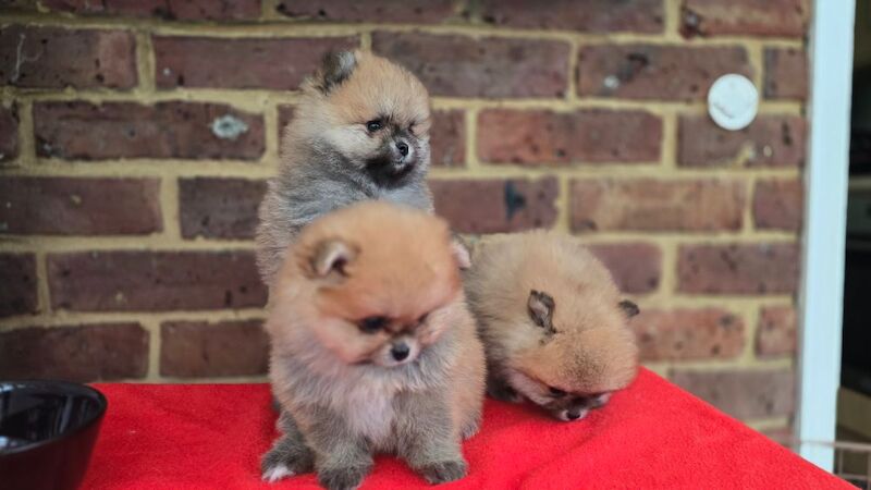 My Pom - Pomeranian Breeder on Pomeranian Owners - Image 10