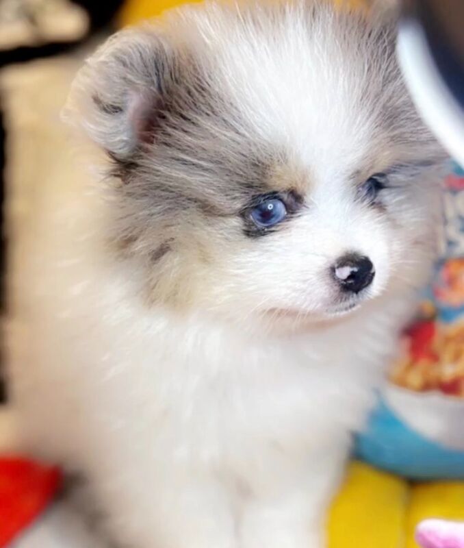 Tan & Shan’s Pom World :-) - Private Seller on Pomeranian Owners - Image 1