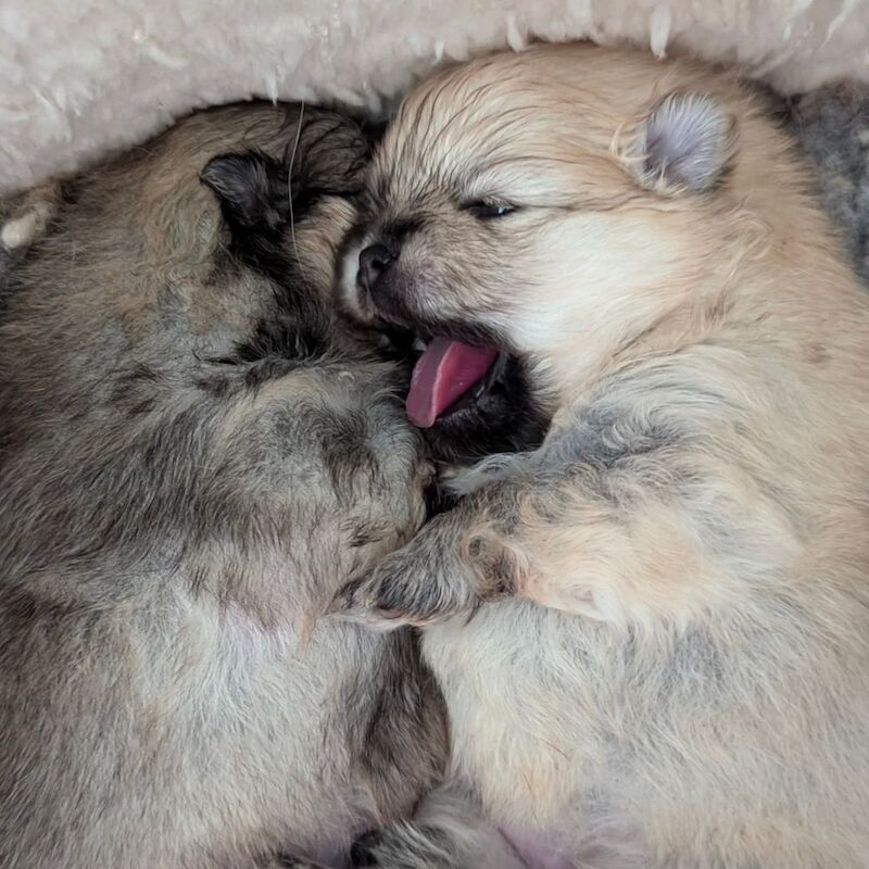 Zoe Louise - Pomeranian Breeder - Image 2