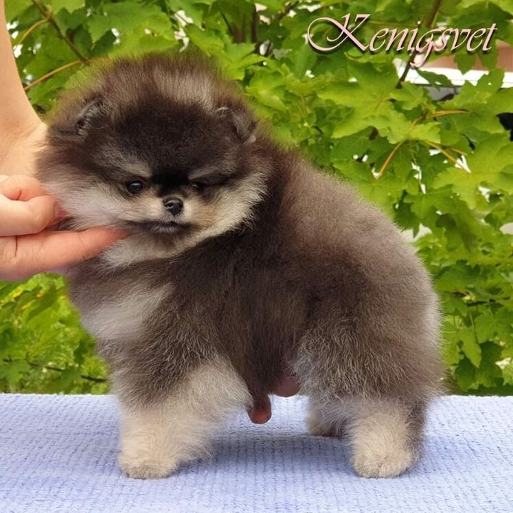 Zoe Louise - Pomeranian Breeder - Image 3