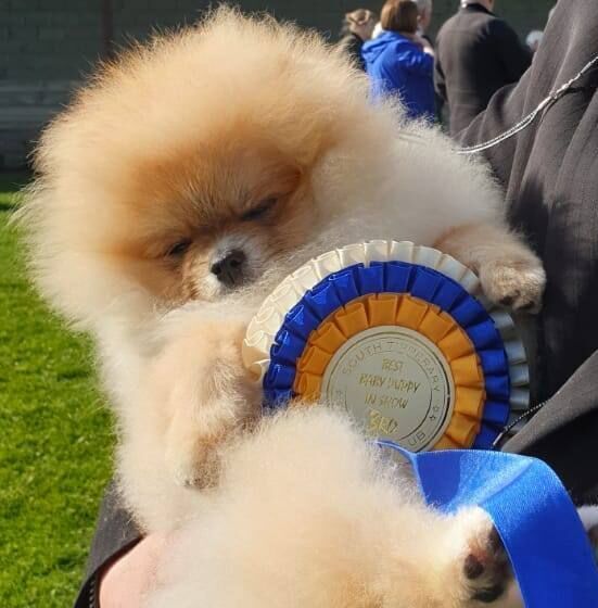 Zoe Louise - Pomeranian Breeder - Image 4