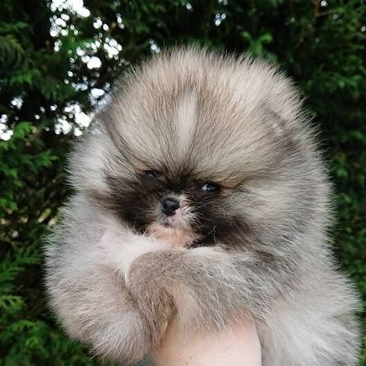 Zoe Louise - Pomeranian Breeder - Image 5