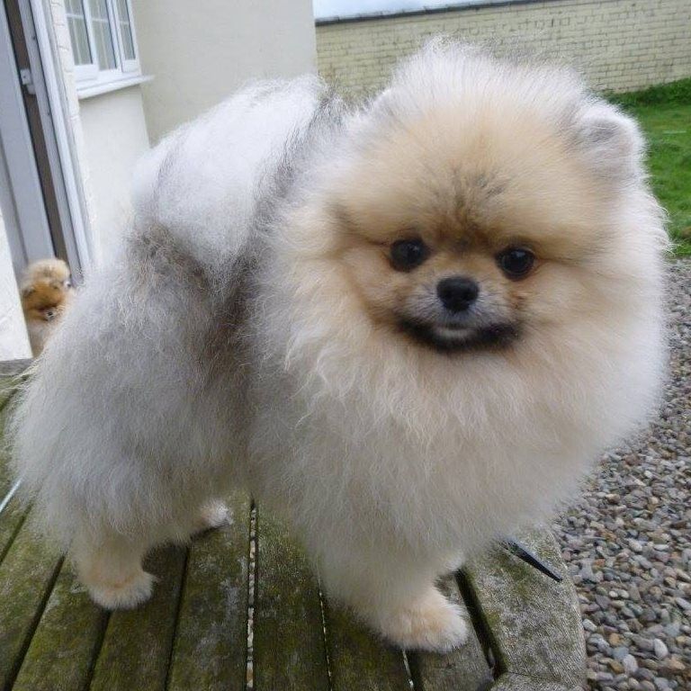Zoe Louise - Pomeranian Breeder on Pomeranian Owners - Image 6