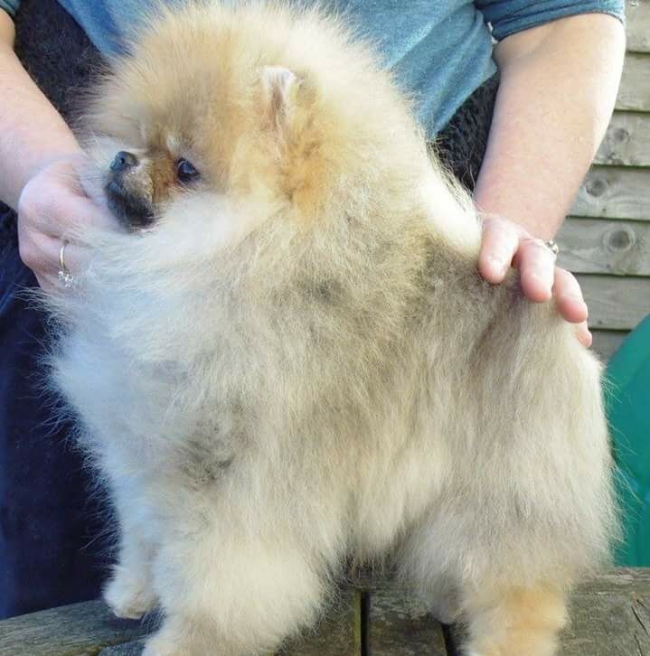 Zoe Louise - Pomeranian Breeder - Image 7