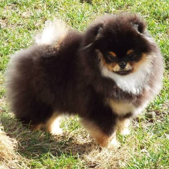 Zoe Louise - Pomeranian Breeder on Pomeranian Owners - Image 8