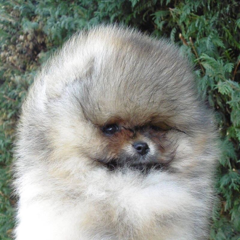 Zoe Louise - Pomeranian Breeder on Pomeranian Owners - Image 9