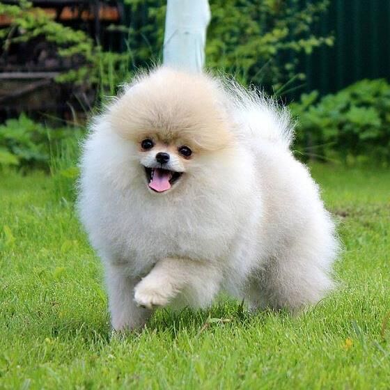 Zoe Louise - Pomeranian Breeder - Image 10