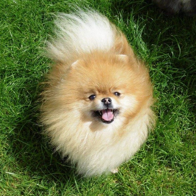 Zoe Louise - Pomeranian Breeder - Image 11