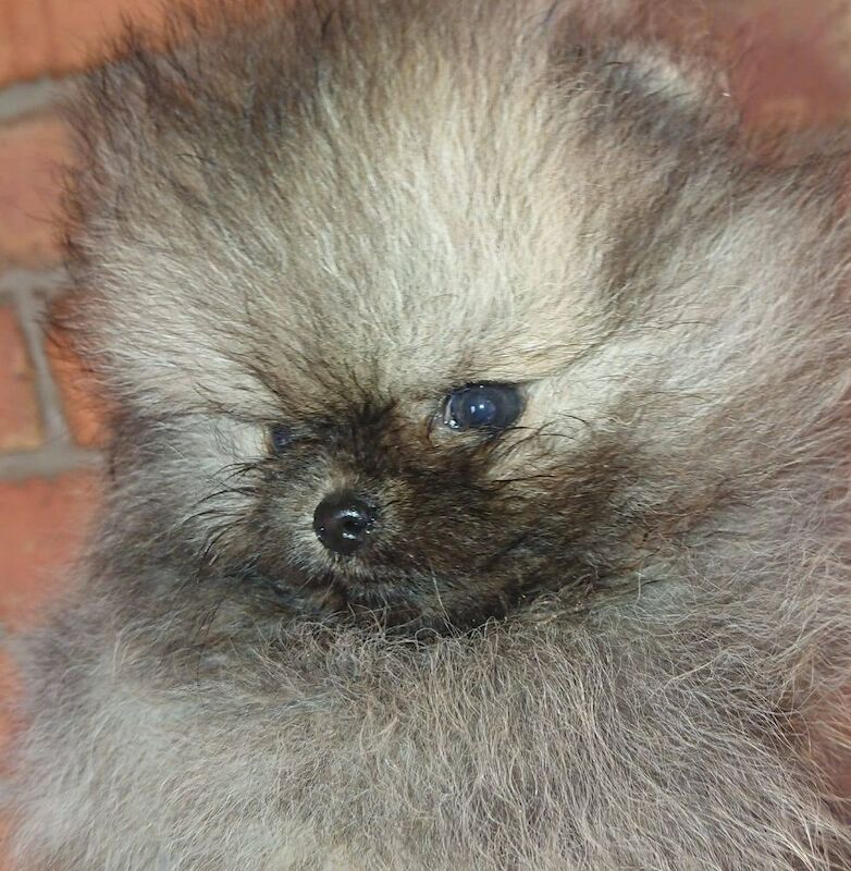 Zoe Louise - Pomeranian Breeder - Image 12