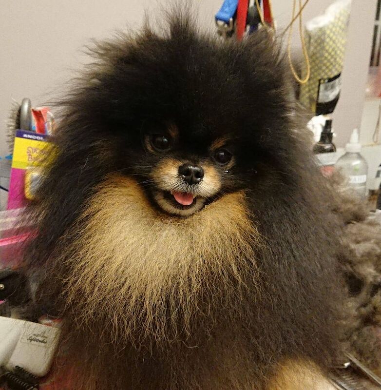 Zoe Louise - Pomeranian Breeder - Image 13