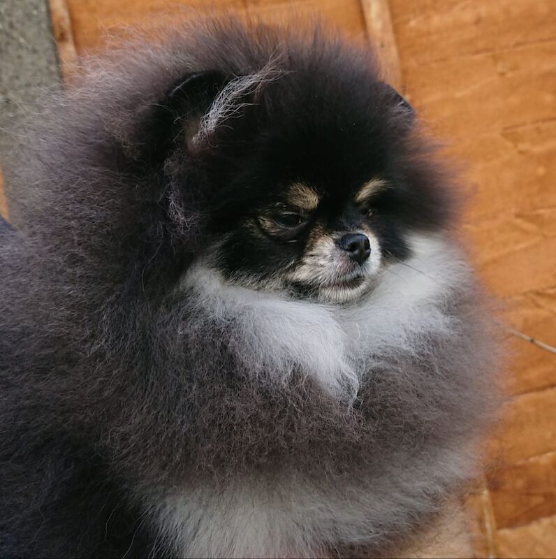 Zoe Louise - Pomeranian Breeder - Image 14
